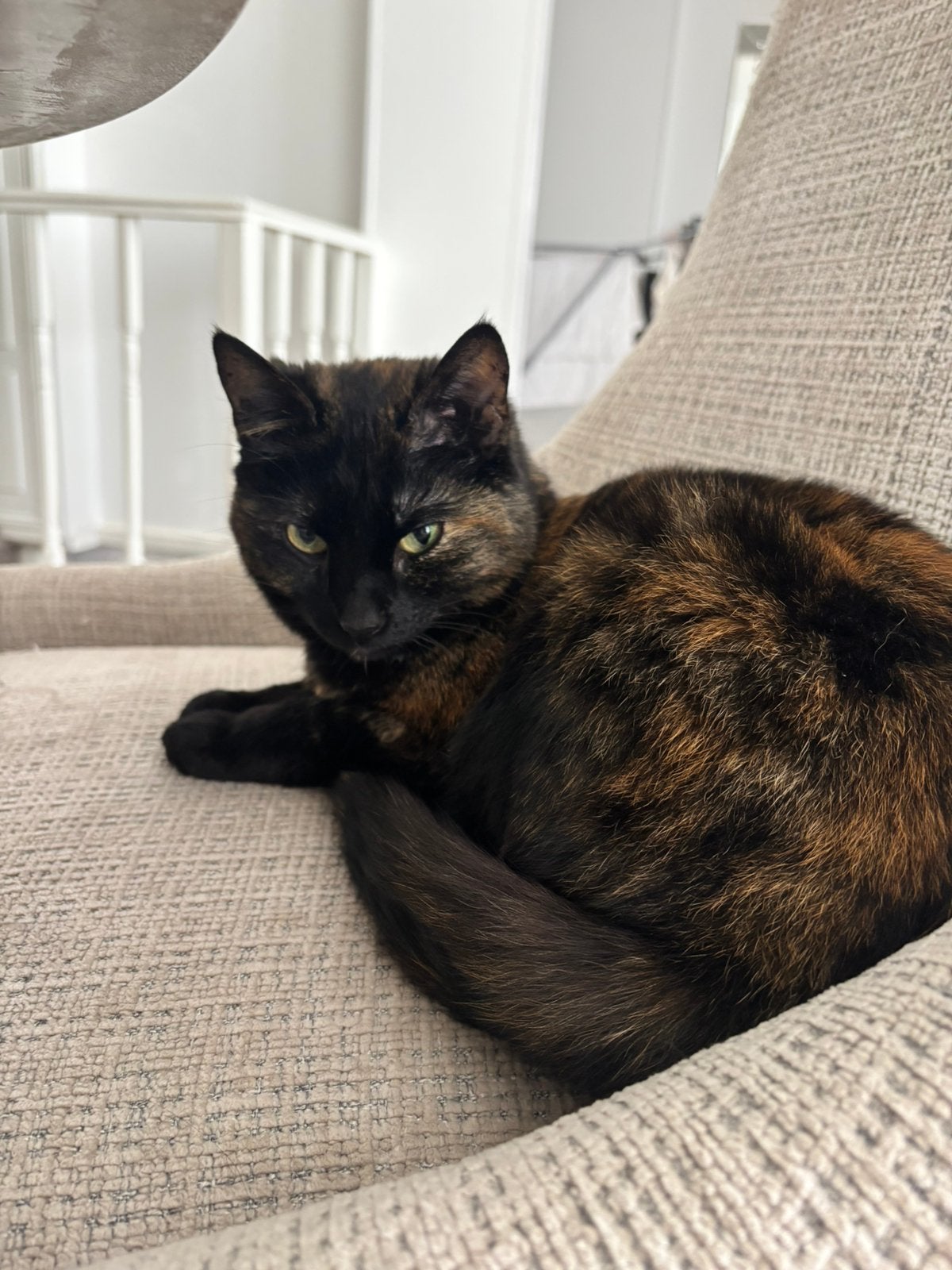 Poes zoekt nieuw thuis, Poes, Gechipt