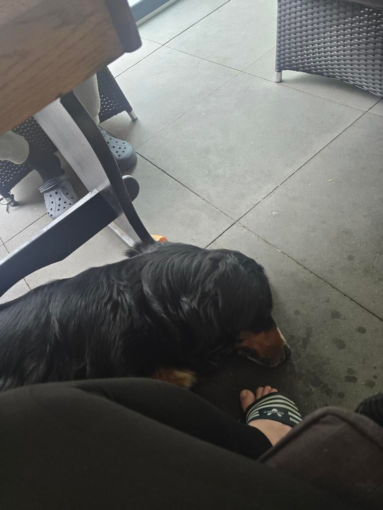 Suus benner senne, Dieren en Toebehoren, Honden | Teckels en Dashonden, Standaard, Teef, Langhaar, Parvo