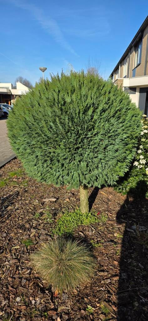 Bol coniferen op stam, Tuin en Terras, Planten | Bomen, Bloeit niet, Halfschaduw, 100 tot 250 cm, Ophalen