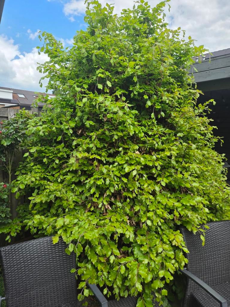 Grote Beuk - Prachtige Groene Bladeren, Volle zon, Bloeit niet, 250 tot 400 cm, Overige soorten