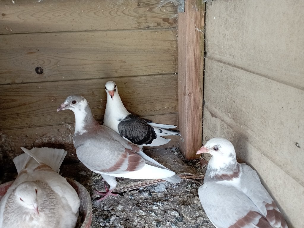 Jonge postduiven met kleurtje, Meerdere dieren, Postduif