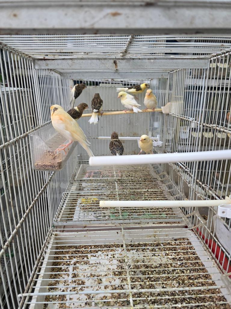 Kanaries, Dieren en Toebehoren, Vogels | Kanaries, Meerdere dieren, Kleurkanarie