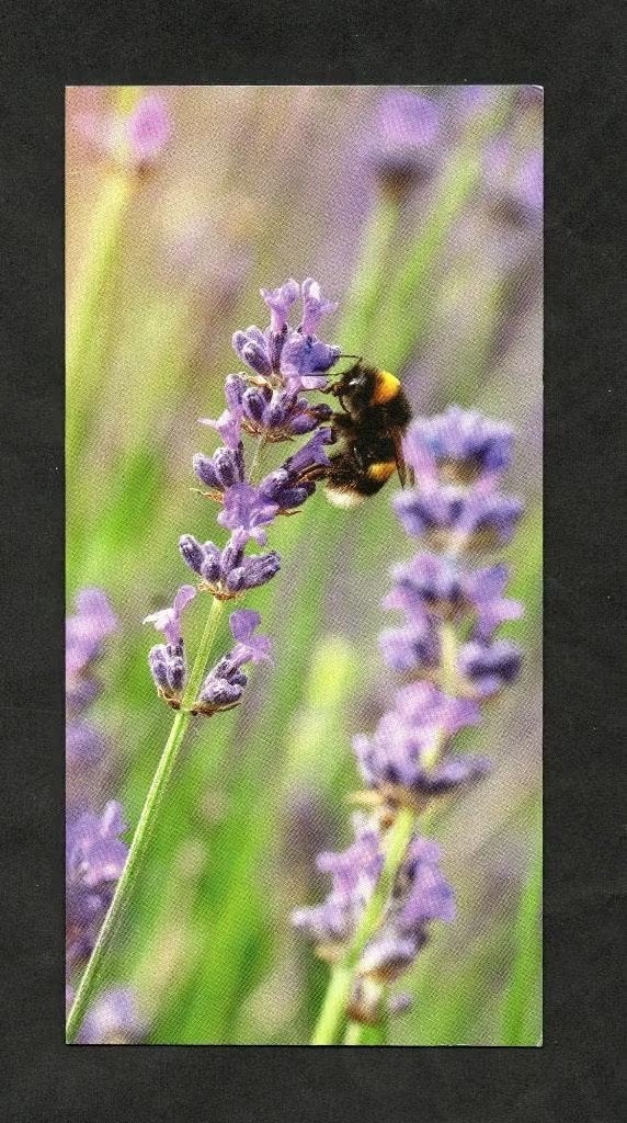 Insect Hommel op Laveldel Bombus., Ophalen of Verzenden, 1980 tot heden, Ongelopen, Overige soorten