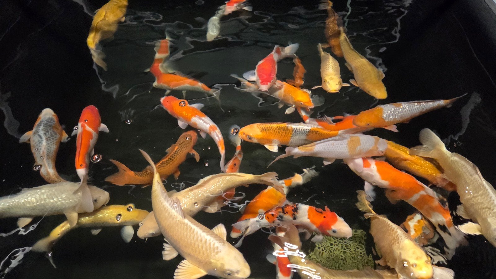 Japanse koi 30-45cm scherpe prijzen vanaf 195 ps, Dieren en Toebehoren, Karper of Koi