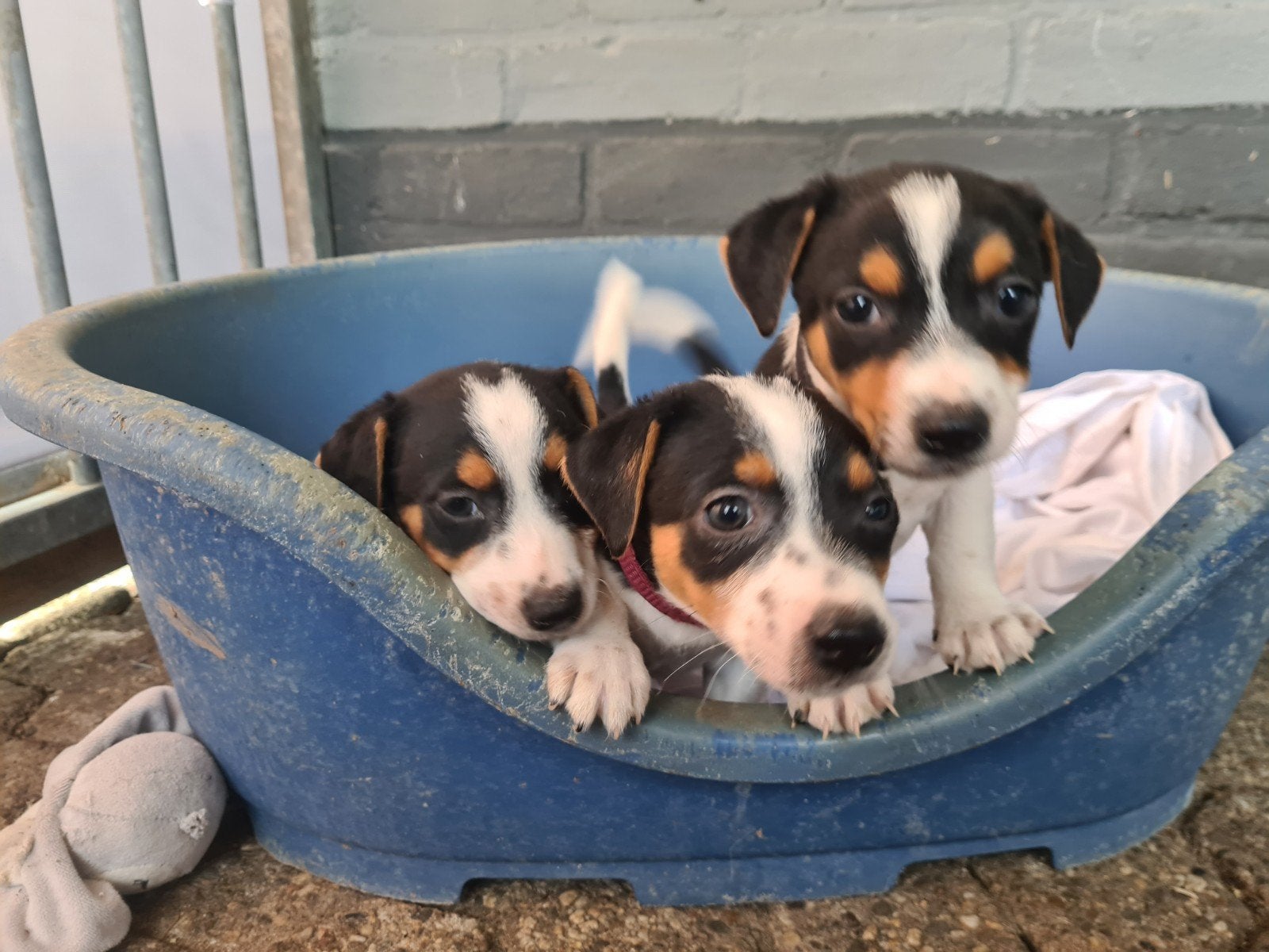 Vrolijke Jack Russell Terriër pups!, Dieren en Toebehoren, HCC (leverziekte), Jack Russell Terriër, 8 tot 15 weken, Meerdere
