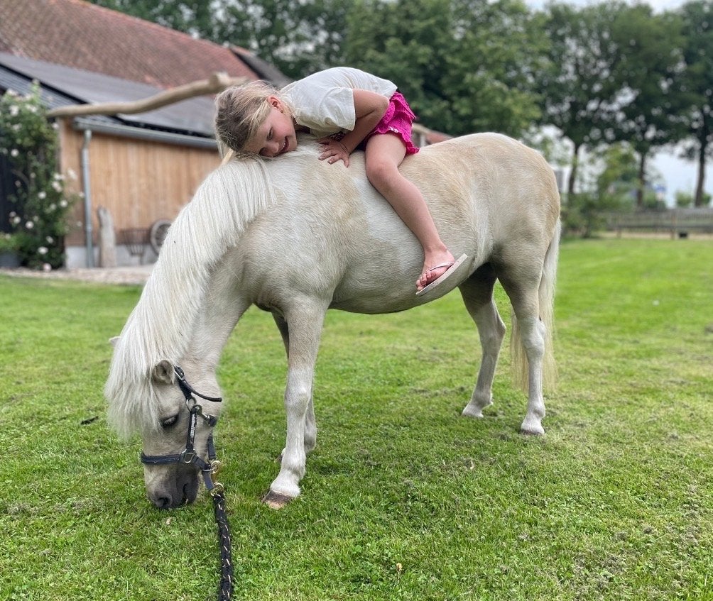 Lieve Welsh kinderpony te koop, Merrie, Met stamboom, Niet van toepassing, A pony (tot 1.17m)