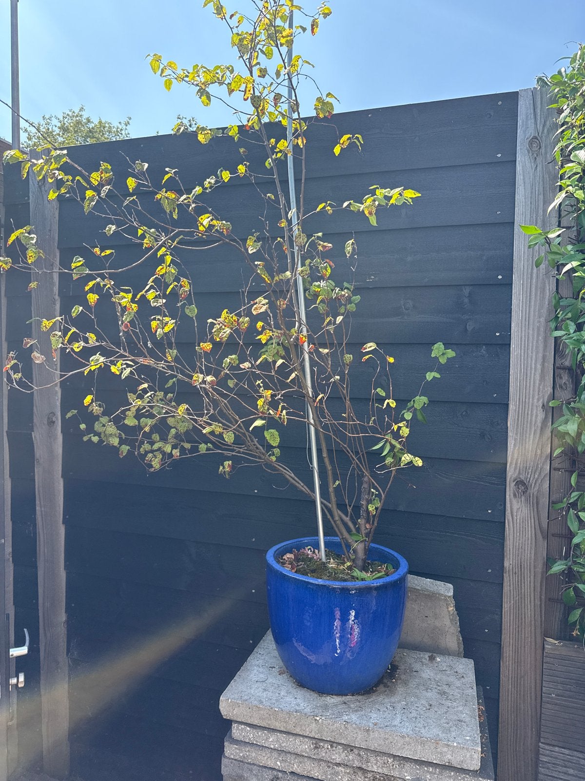 Blauwe bloempot met perenboom, Ophalen, Overige materialen, Gebruikt, Balkon