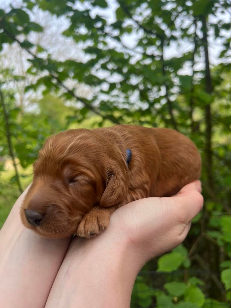 Prachtige en lieve Cockapoo pups, Dieren en Toebehoren, Parvo, 8 tot 15 weken, Meerdere, Meerdere dieren