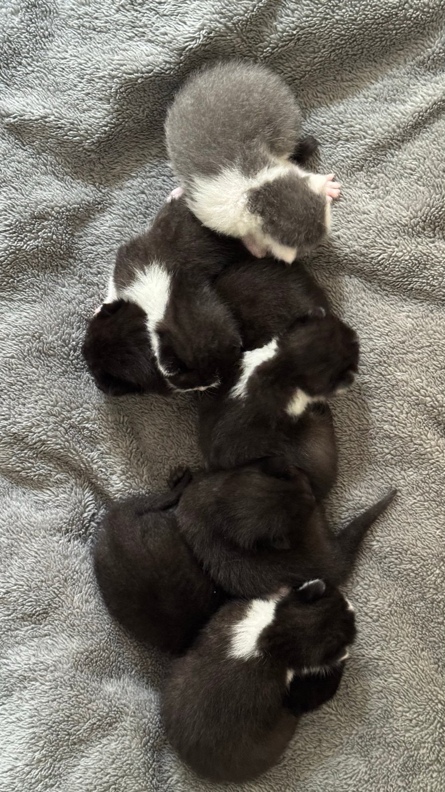 Kittens te koop Britse Korthaar x Europese Korthaar, Geslacht onbekend, Kortharig, 0 tot 2 jaar