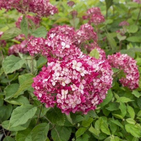 Hydrangea arb. Ruby Annabelle, Ophalen, Overige soorten, Volle zon