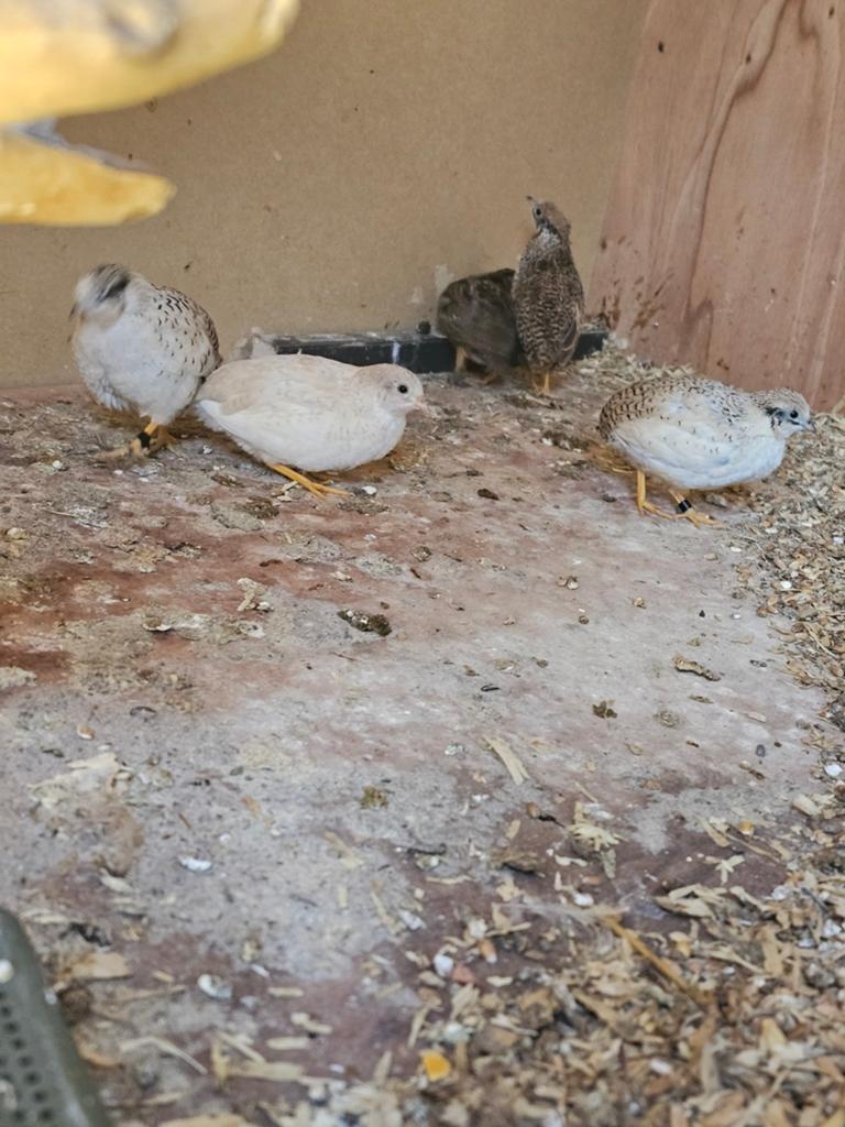 Chinese dwergkwartels te koop, Dieren en Toebehoren, Meerdere dieren