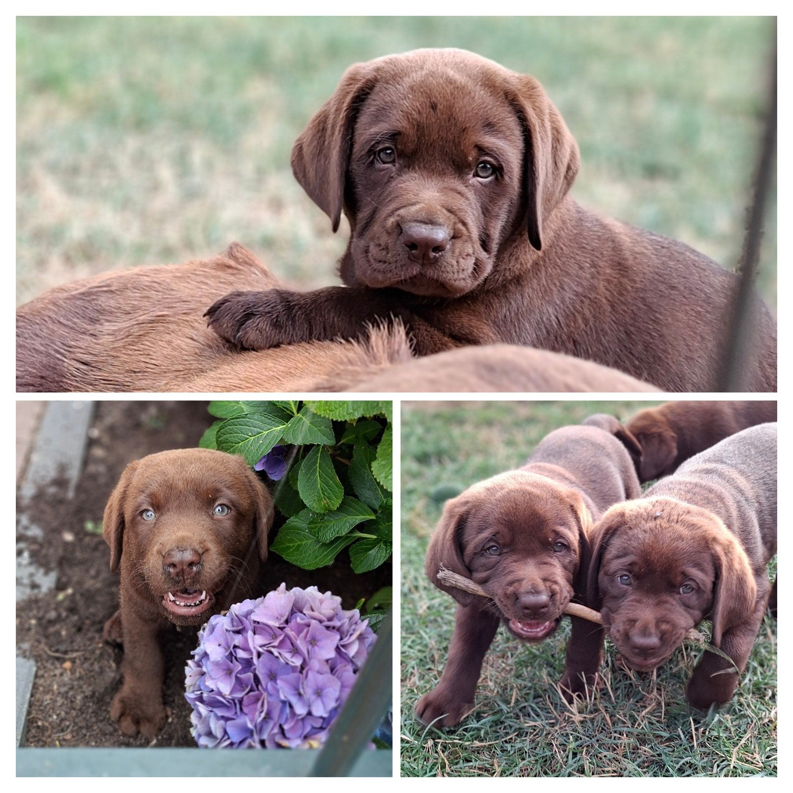 Prachtige raszuivere bruine labrador pups, Parvo, 8 tot 15 weken, Labrador retriever, Meerdere