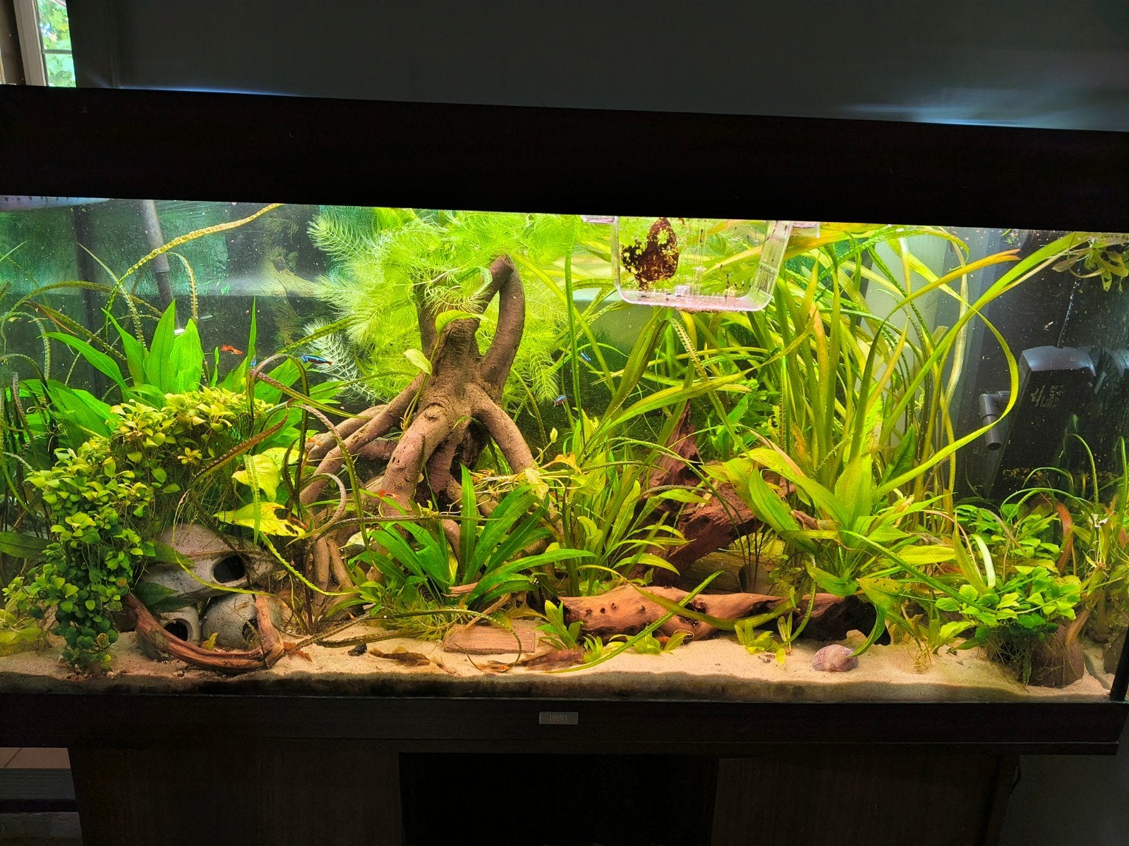 Vissen gezocht, Dieren en Toebehoren, Vissen | Aquariumvissen, Vis, Zoetwatervis