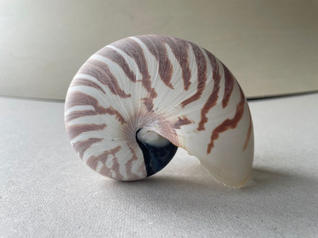 Tijger Nautilus Schelp, Verzamelen, Ophalen of Verzenden, Schelp(en)