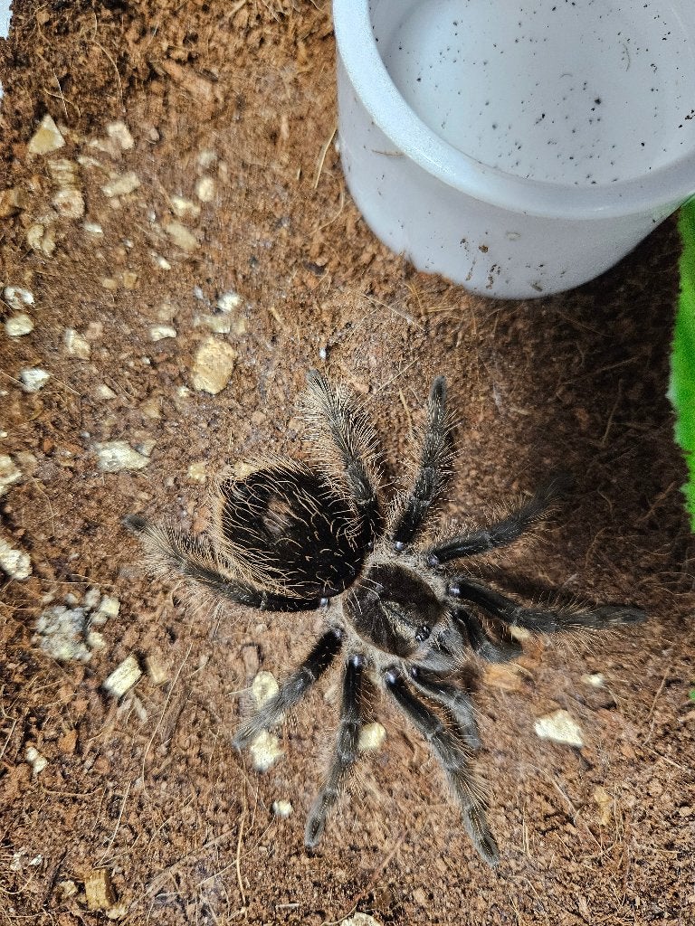 Tliltocatl albopilosum Krulhaarvogelspin Niguragua, Spin of Schorpioen