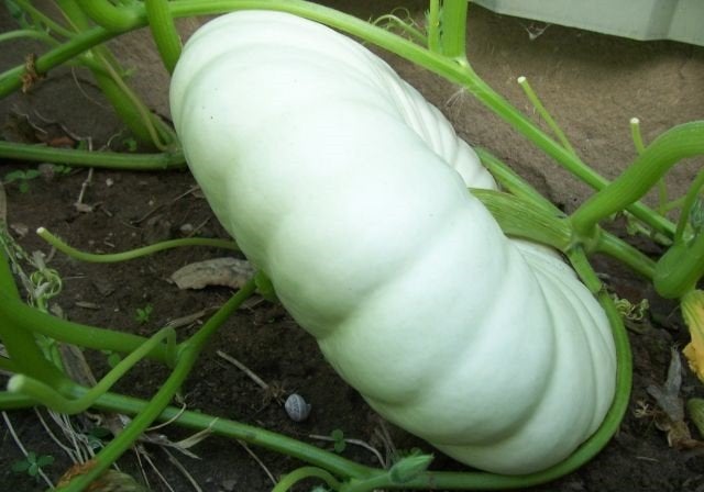 Biologische Flat White Boer Pompoen zaden, Ophalen of Verzenden, Gehele jaar, Volle zon, Zaad