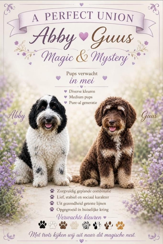 Australian Labradoodle GASTGEZINNEN gezocht Landgraaf, Parvo, Nederland, 8 tot 15 weken, Meerdere