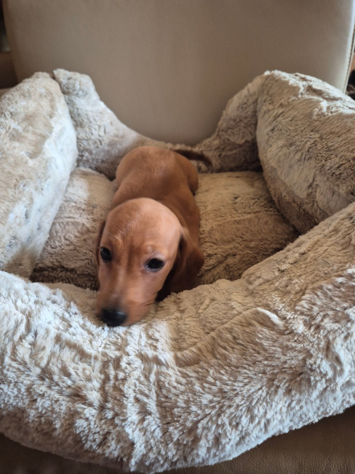 teckel pups shadow creme kaninchen teckeljes, Kaninchen, Korthaar, Meerdere, Meerdere dieren