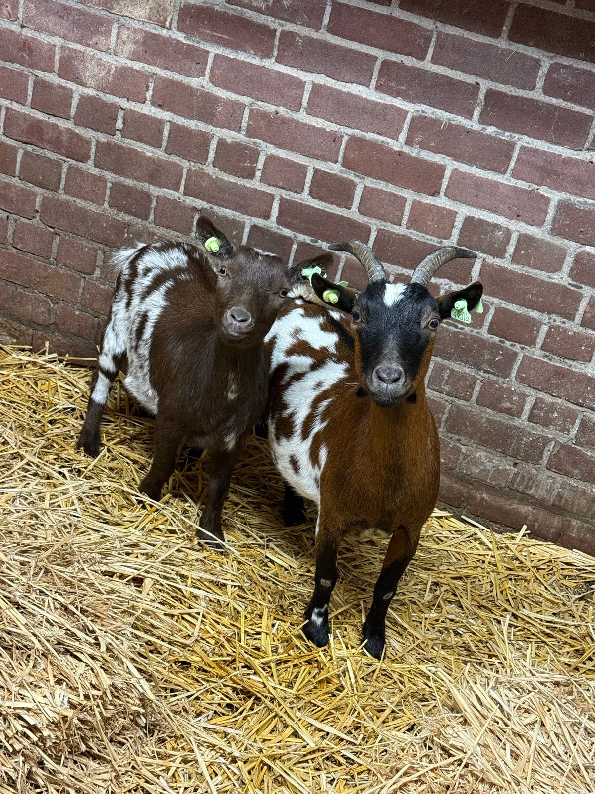 Dwerggeiten, Dieren en Toebehoren, Vrouwelijk, Geit