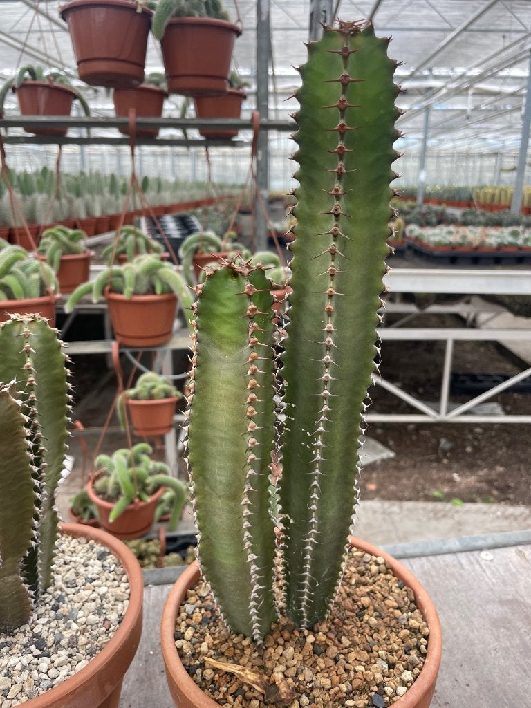 Cactus Euphorbia Canariensis 45-50 hoog Potmaat 18cm., Minder dan 100 cm, Groene kamerplant, Halfschaduw, Ophalen of Verzenden