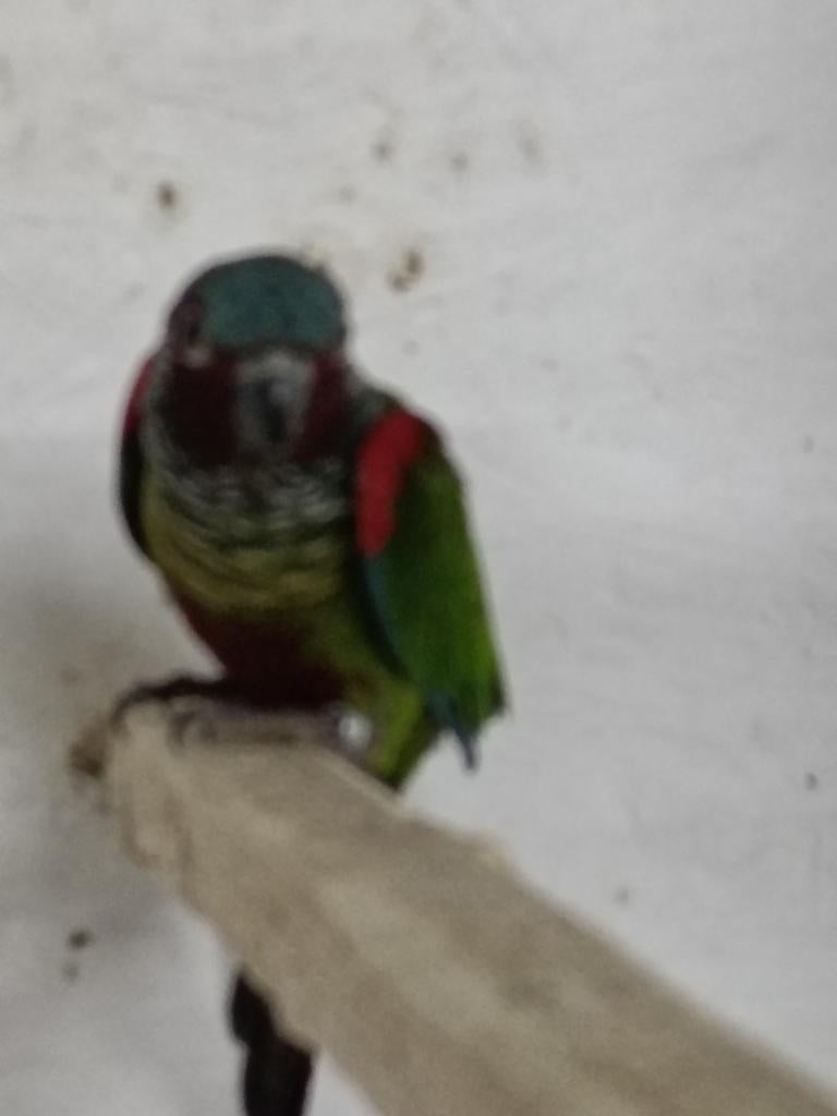Koppel pyrrhura, Dieren en Toebehoren, Meerdere dieren, Parkiet, Geringd