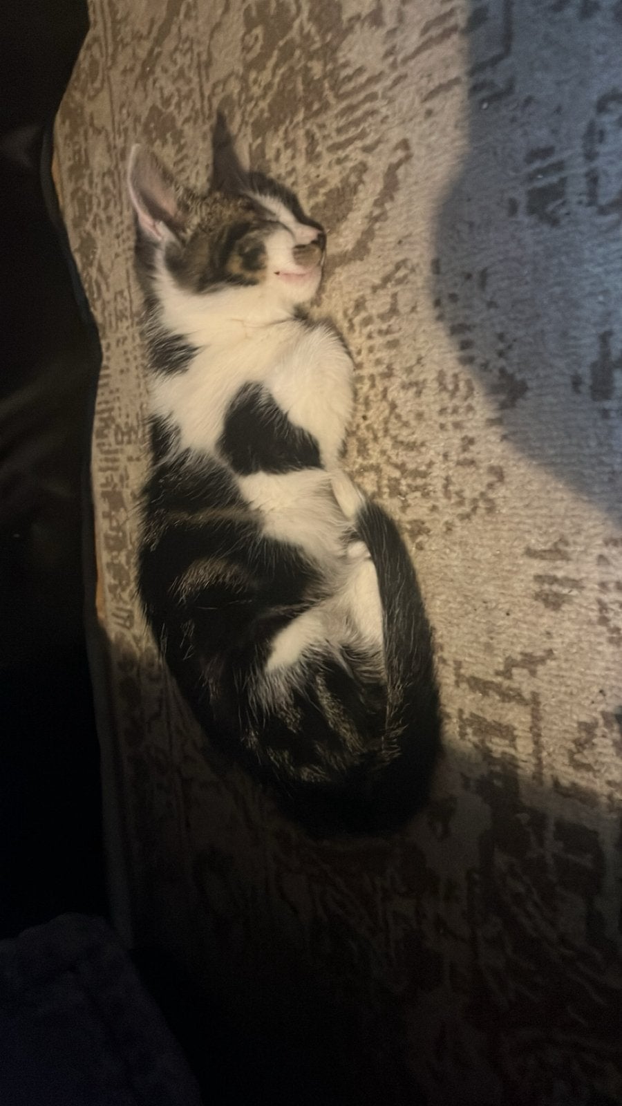 Kitten, Dieren en Toebehoren, Katten en Kittens | Overige Katten, Kater
