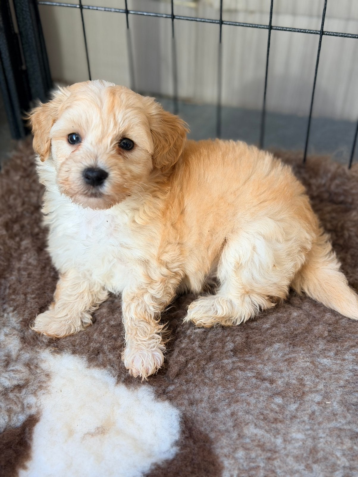 Prachtige maltipoo pups te koop! WIJ MOGEN VERHUIZEN!, Dieren en Toebehoren, Overige rassen, CDV (hondenziekte), 8 tot 15 weken