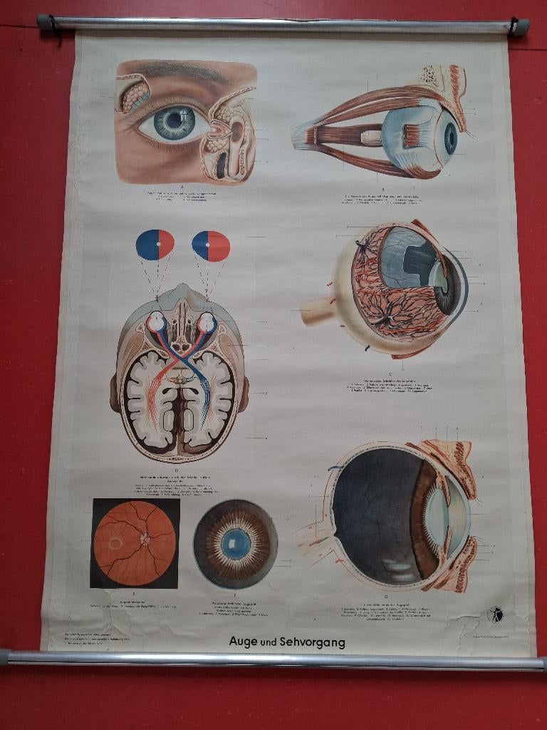 Orginele schoolplaat van de anatomie van het oog, Ophalen of Verzenden, Natuur en Biologie