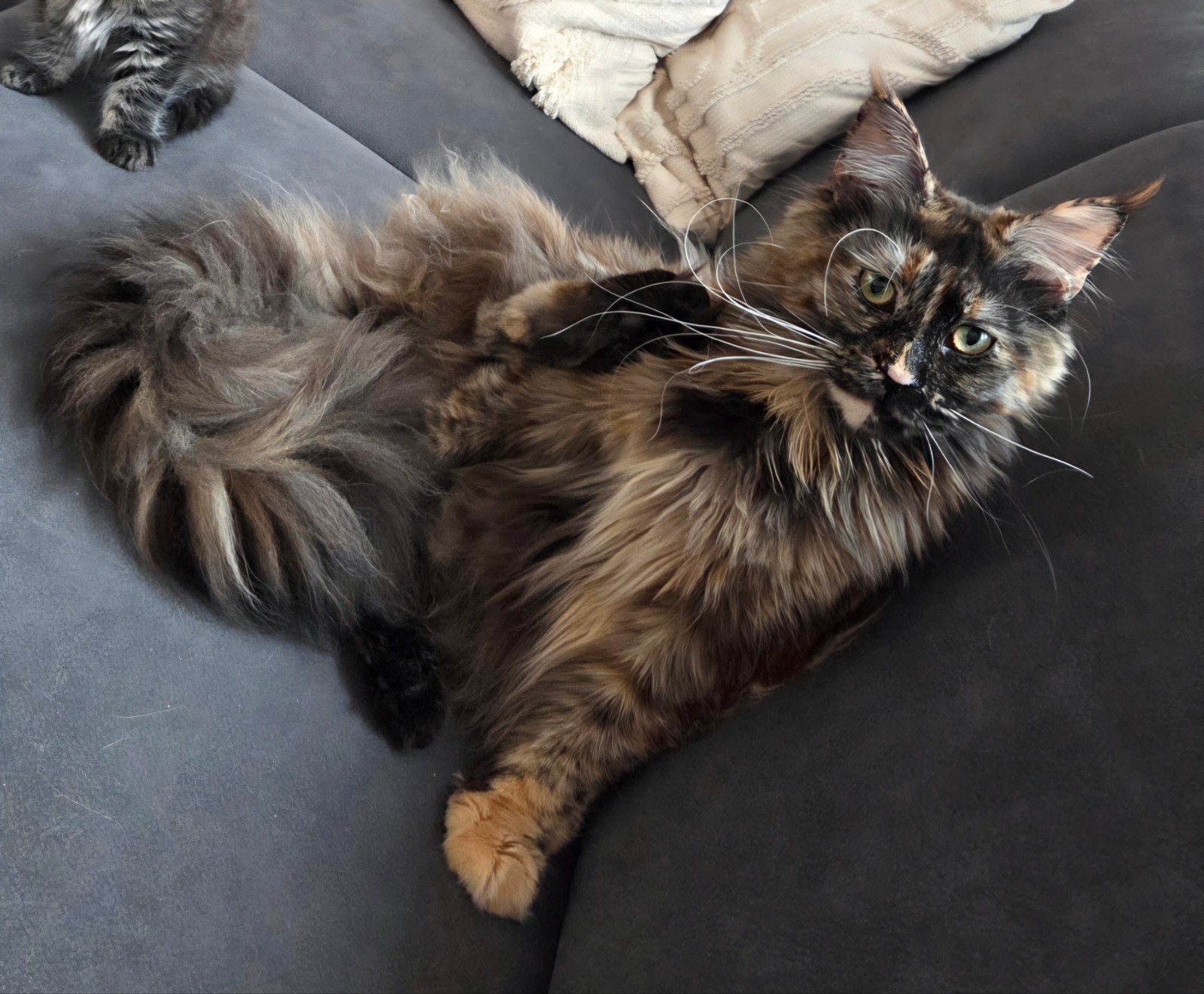 Maincoon, Poes, Met stamboom, 0 tot 2 jaar