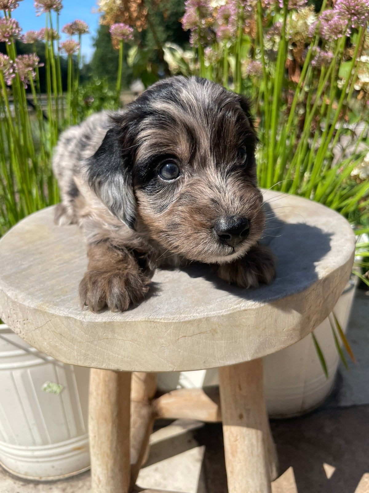 Aussiedoodle pups, Dieren en Toebehoren, Honden | Niet-rashonden, Parvo, 8 tot 15 weken, Meerdere, Meerdere dieren