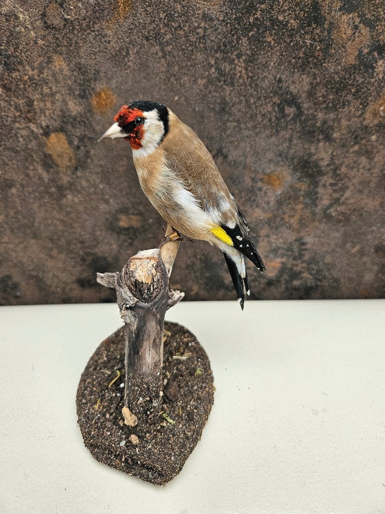 Prachtige opgezette wildkleur putter ( pop) major, Ophalen of Verzenden, Nieuw, Opgezet dier