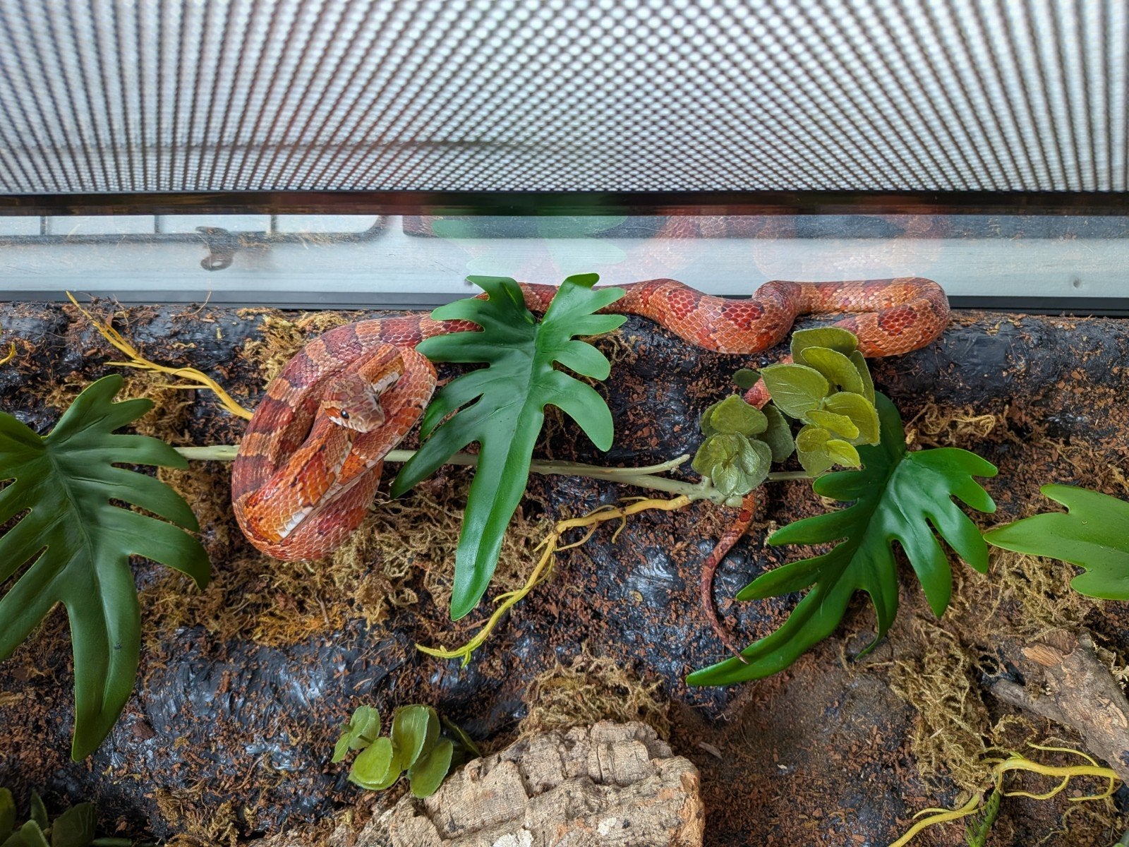 Hele mooie rattenslang van net 1 jaar oud Rat Snake photo 4