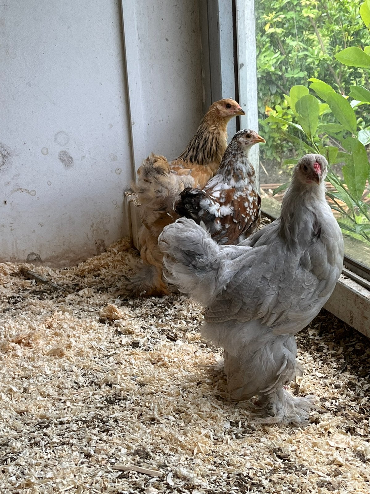 Brahma groot hennen, Dieren en Toebehoren, Pluimvee, Vrouwelijk, Kip