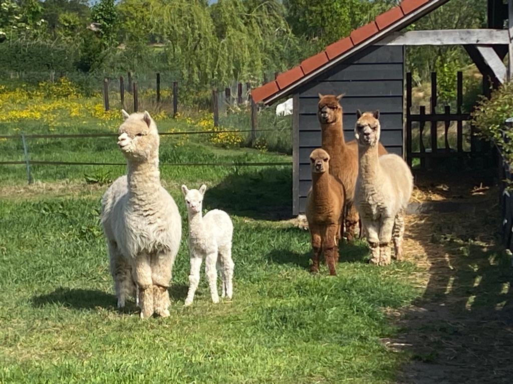 Prachtige gezonde alpaca kudde, 5 merries (o.a. 2 cria’s), Dieren en Toebehoren, Overige Dieren, Mei, Vrouwelijk
