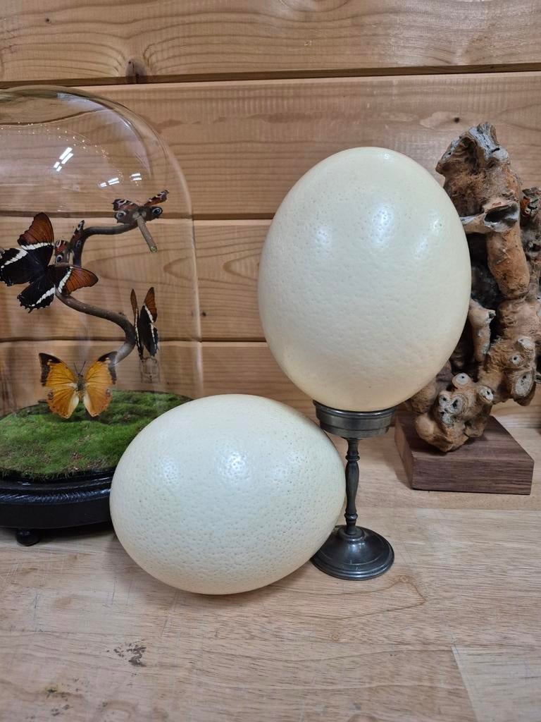 2 struisvogeleieren met tinnen standaard, Ophalen of Verzenden, Beeldje of Figuurtje