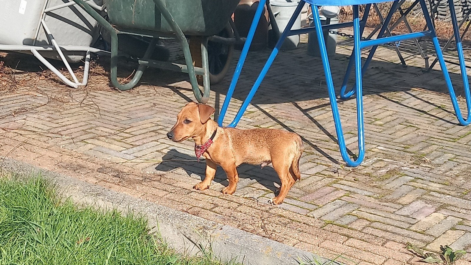 Jack Russel pup, Dieren en Toebehoren, Reu, Eén hond, Nederland, Particulier