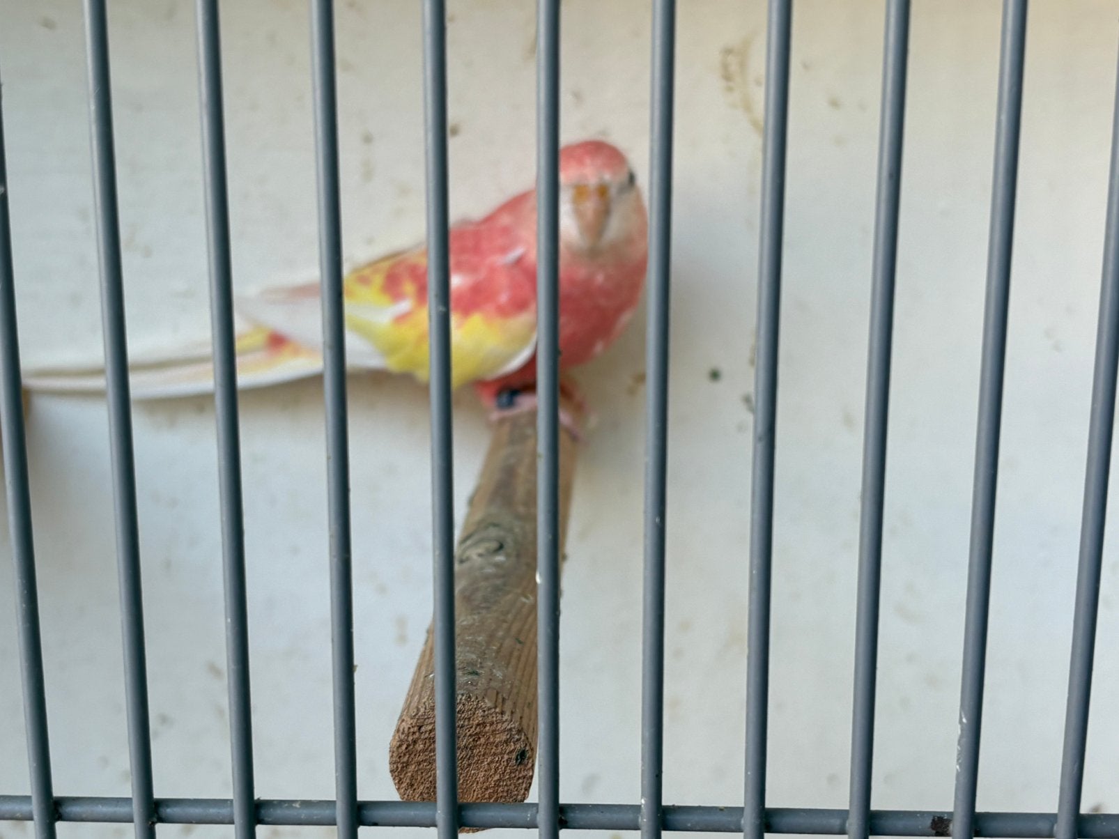 Bourke pop, Dieren en Toebehoren, Vogels | Parkieten en Papegaaien, Vrouwelijk, Parkiet