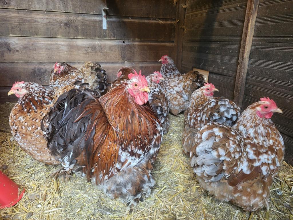 Broedeieren cochin kriel porselein, Geslacht onbekend, Kip