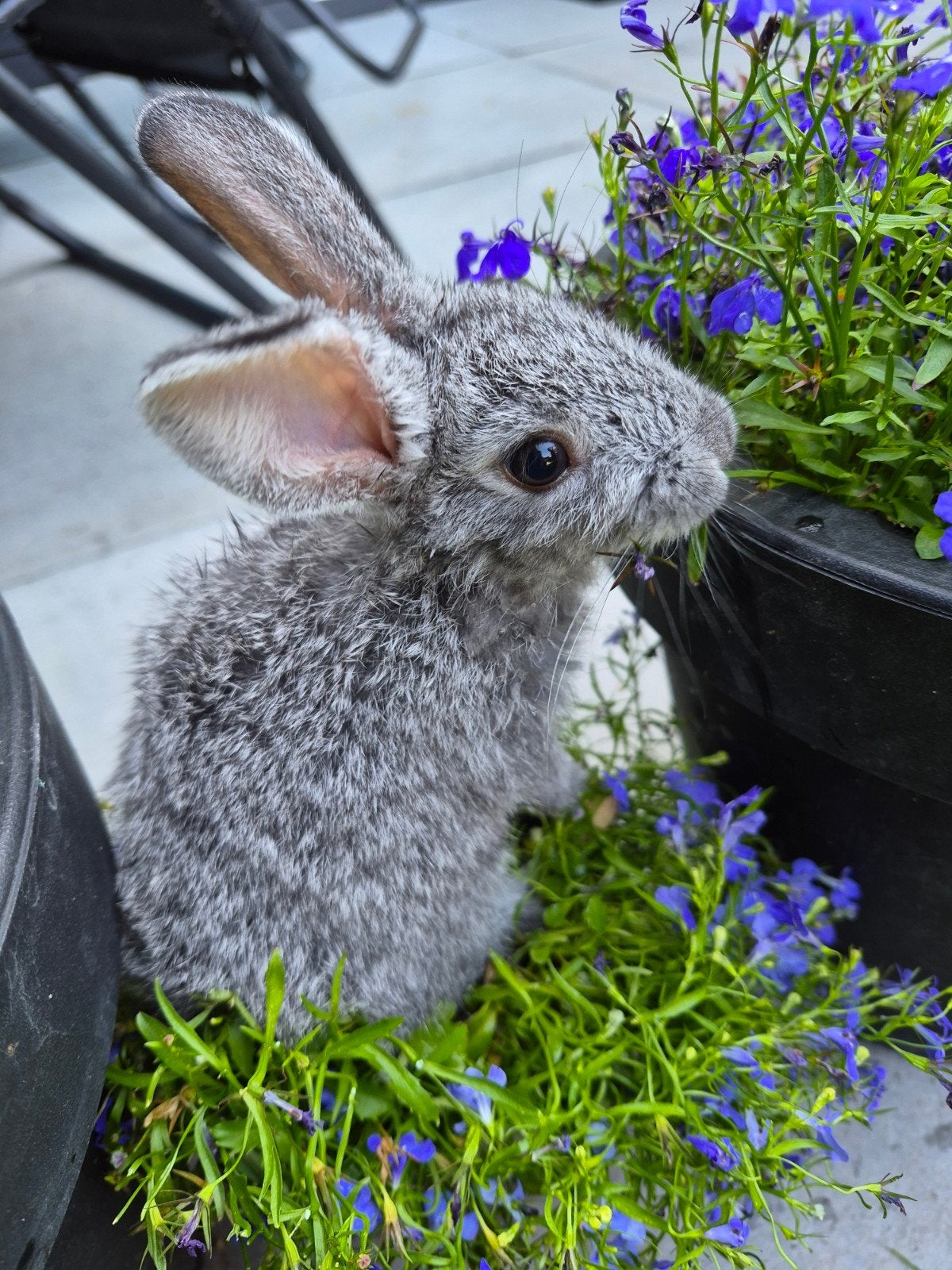 2 lieve konijntjes! Vrouwtjes!, Dieren en Toebehoren, Konijnen, Vrouwelijk