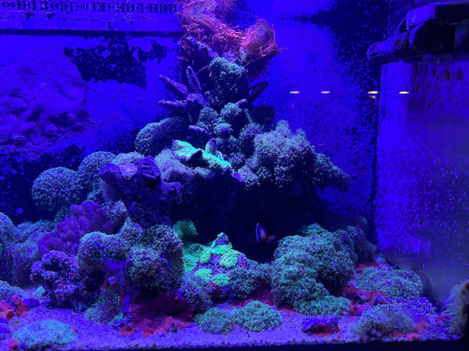 Inhoud zeeaquarium te koop wegens overstap steenkoraal, Overige typen, Zoutwatervis