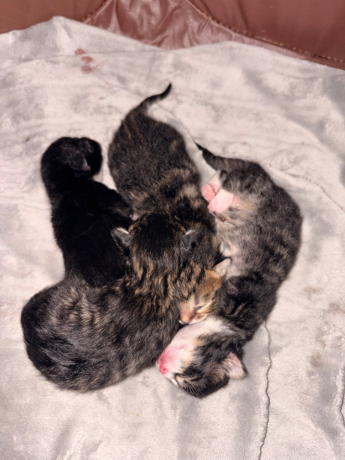 4 kittens te koop!, Meerdere dieren