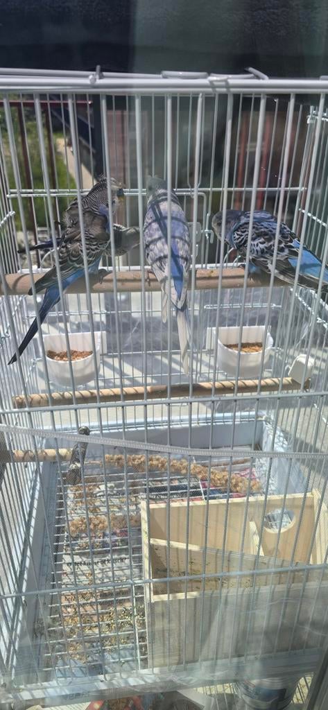 Koppel grasparkiet Gereserveerd nog 2 baby kuif en engels, Dieren en Toebehoren, Ophalen of Verzenden, Nieuw, Hout, Vogelkooi