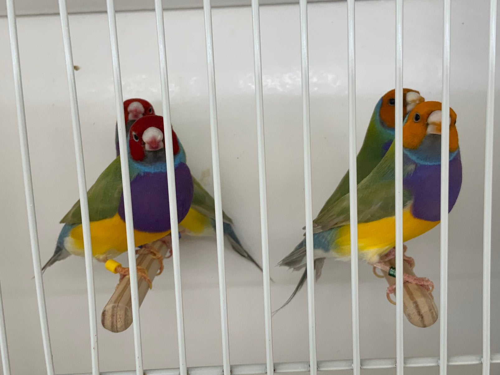 Gouldamadines, Goulds Te Koop Aangeboden., Dieren en Toebehoren, Vogels | Overige Vogels, Meerdere dieren, Tropenvogel, Geringd