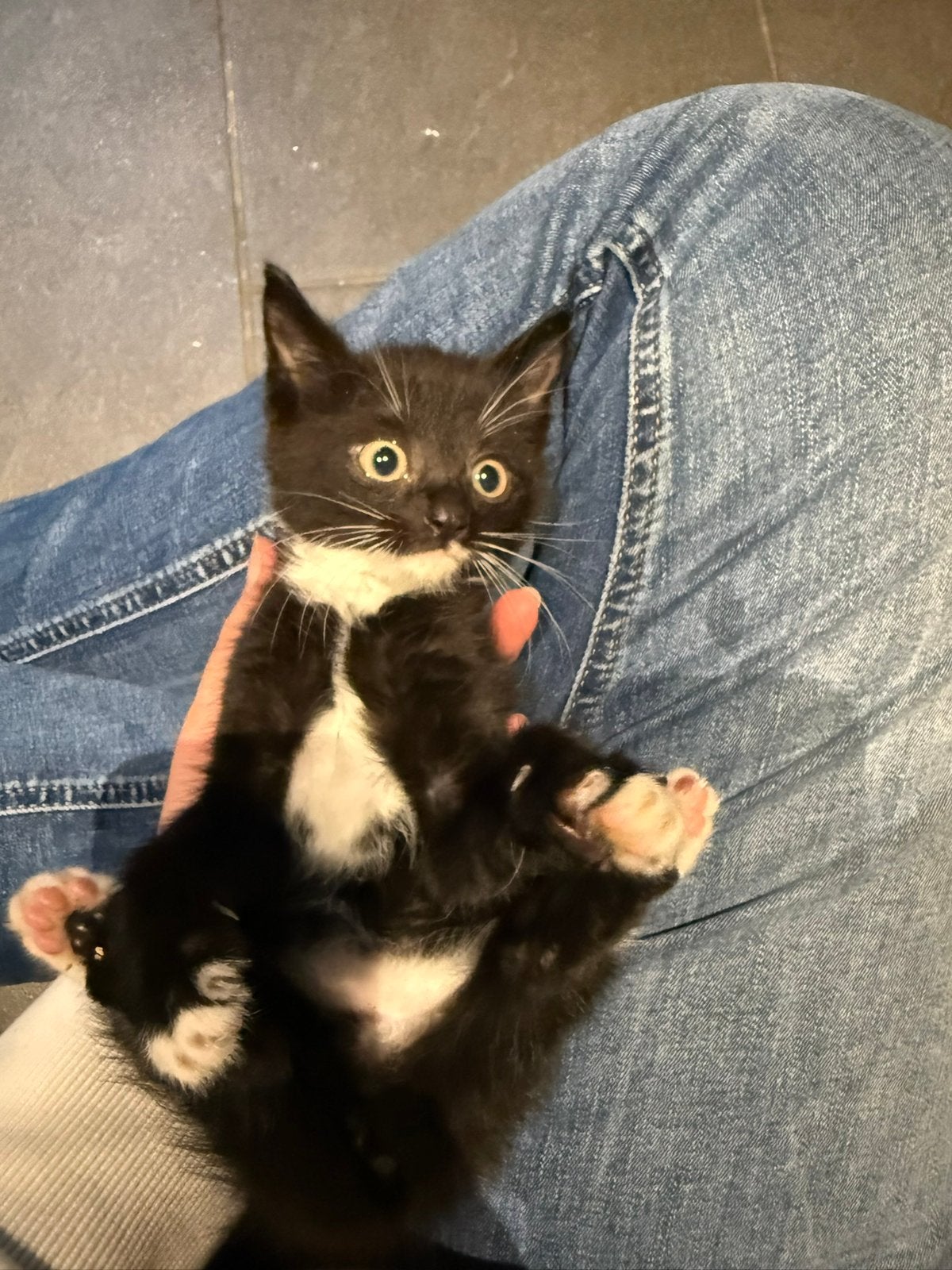 Boerderijkittens, 3 kittens te koop, moeder langharig., Dieren en Toebehoren, Meerdere dieren, Kortharig, 0 tot 2 jaar