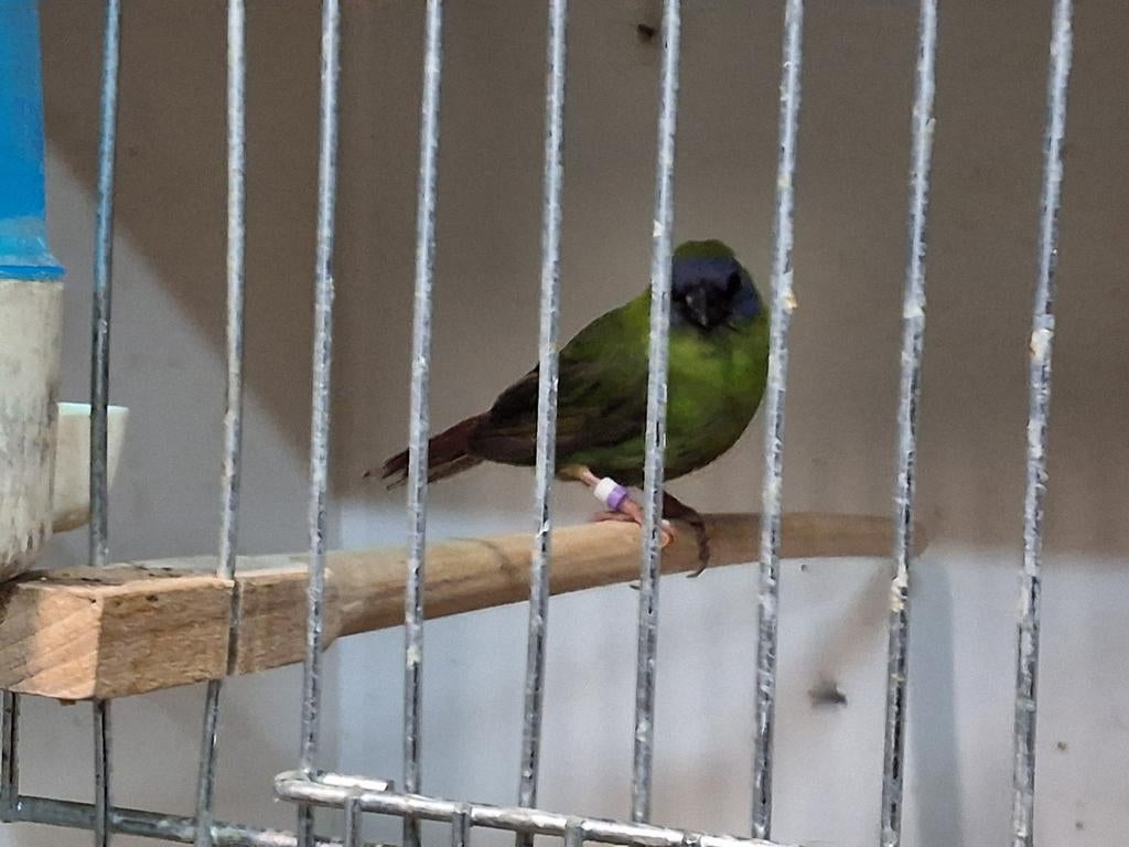 Drie kleur papegaai amadine pop, Dieren en Toebehoren, Vrouwelijk