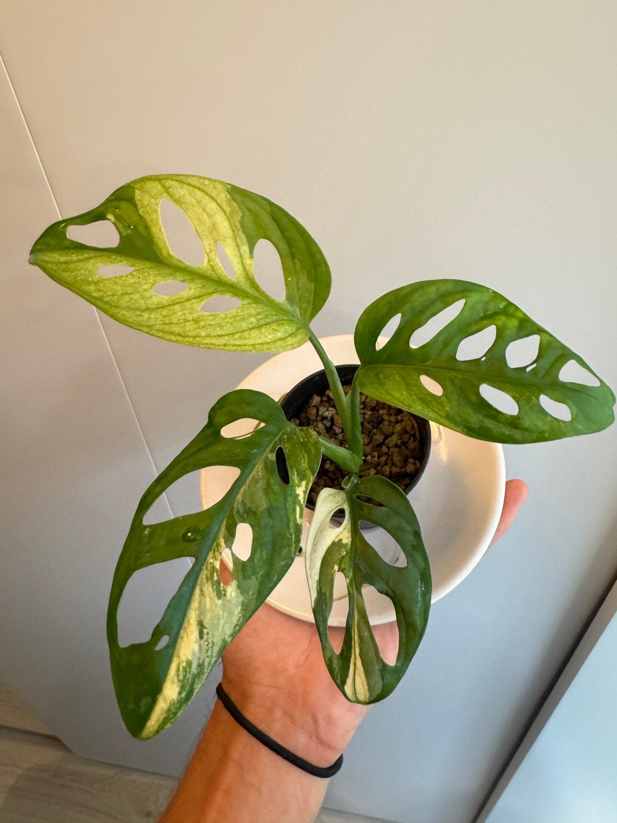 Monstera adansonii variegata, Ophalen of Verzenden, Halfschaduw, Minder dan 100 cm