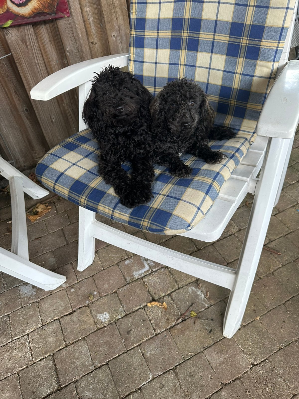 Lieve kleine dwerg poedel, Poedel, 15 weken tot 1 jaar, Teef, Parvo