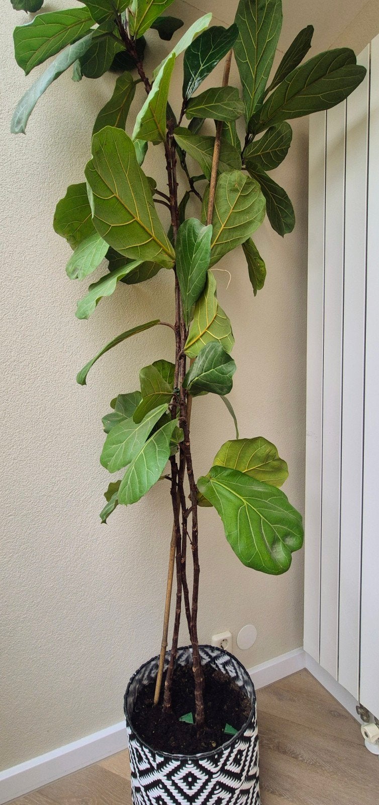Grote Ficus Lyrata (Tabaksplant) - 180 cm hoog, Ophalen, Ficus, Halfschaduw, In pot