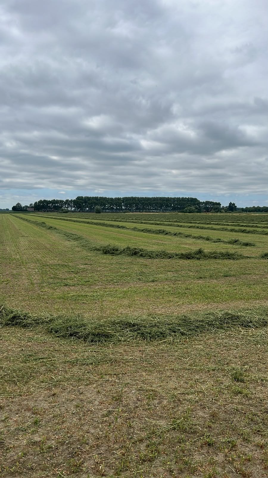 Luzerne voordroog gewikkeld, Dieren en Toebehoren, Dierenvoeding, Ophalen of Verzenden, Vee