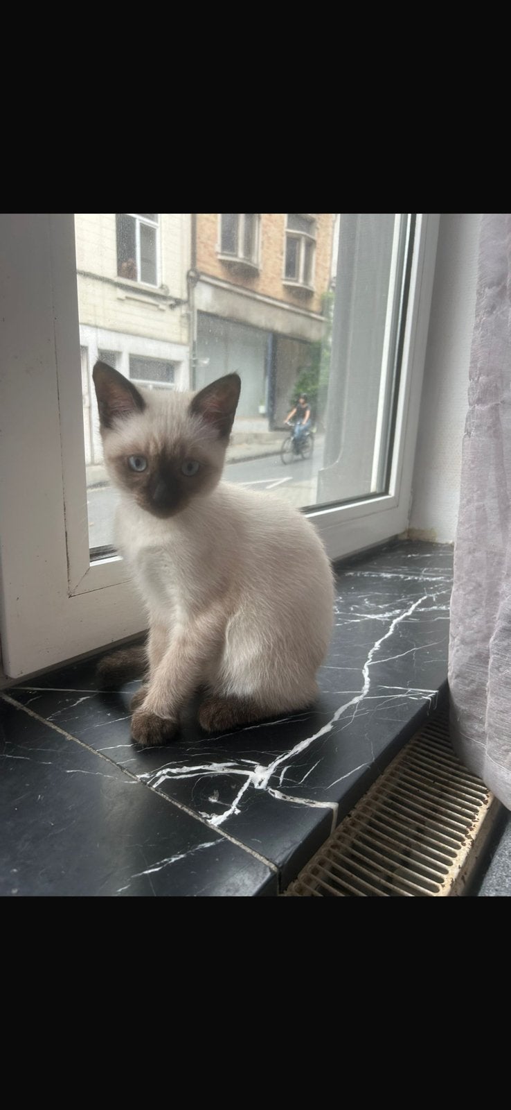 Lieve kater half Siamees en half Brits Korthaar. ️, 0 tot 2 jaar